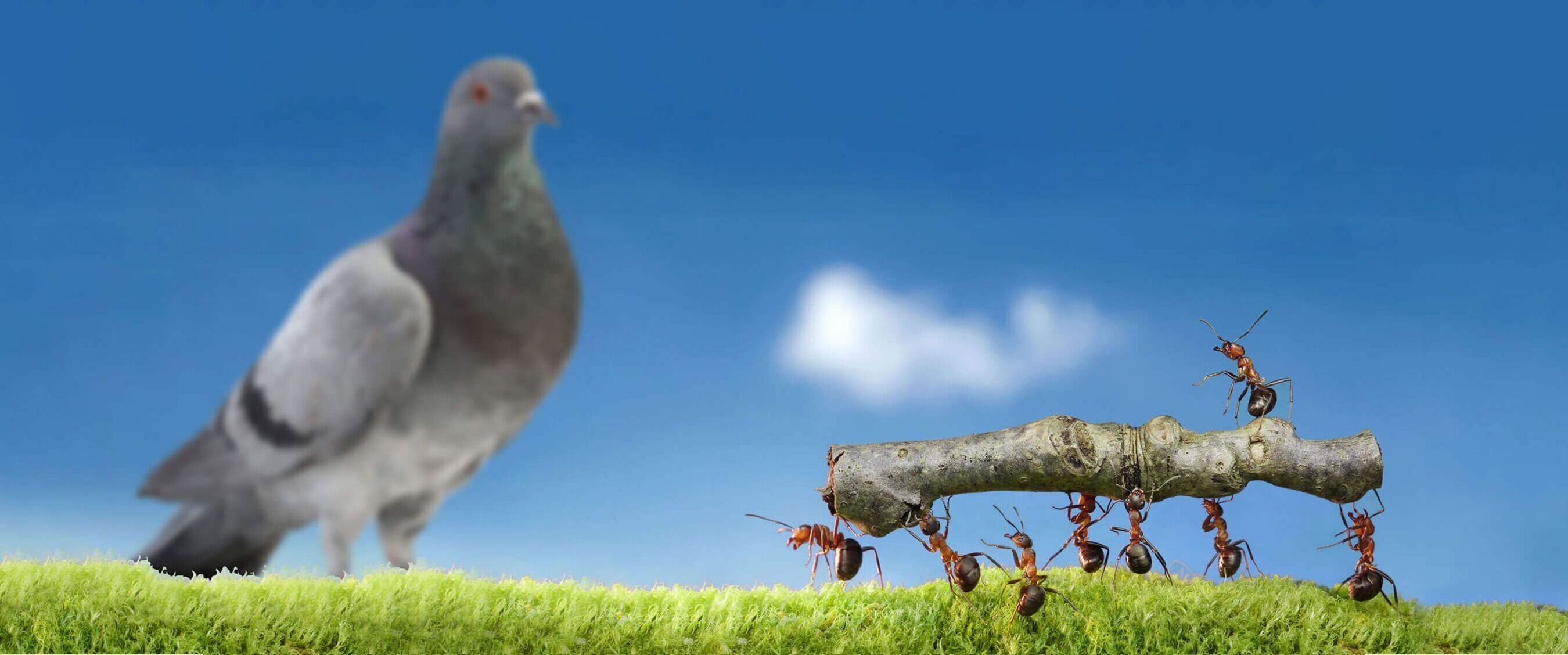 Mehrere Ameisen tragen einen kleinen Stock und im Hintergrund sitzt eine Taube