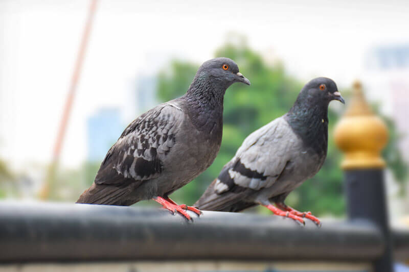 Zwei Tauben sitzen auf einem Zaun