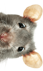 Maus guckt neugierig hervor